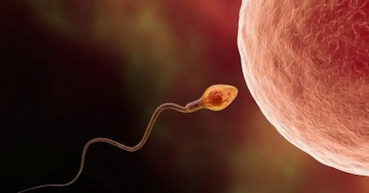 راهکارهای تقویت اسپرم/ معجون برای افزایش سرعت اسپرم